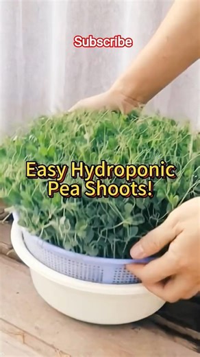 Grow Pea Shoots Without Soil 🌱 | Easy Hydroponic Microgreens at Home #shorts #viral #garden