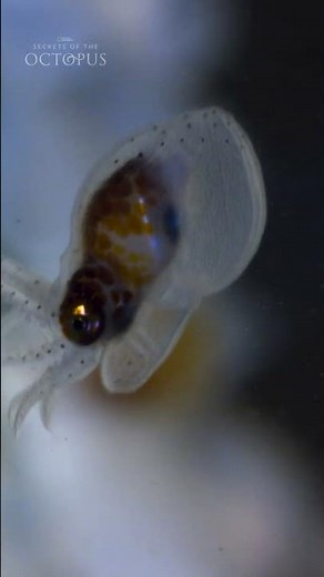 Tiny tentacles, big dreams 🫶 #SecretsOfTheOctopus