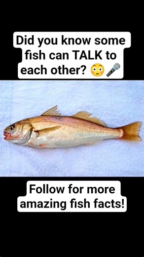 Did you know some fish can TALK to each other? 😳🎤#aquaculture #frompondtoprofit
