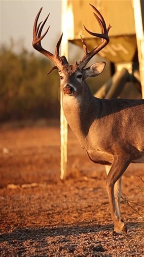 Cactus Jack Ranch on Instagram: "Who doesn’t love a big buck in Slo-Mo? Zeus certainly made us take a good long look at him this season. With him only being 6 we don’t quite think he’s reached full potential and are gonna roll the dice. Hopefully he comes back even stronger next year and can eclipse the 200” mark. He’s pretty close to it right now, but the math says he’s a little short of the mark. How big do y’all think he is? #goldentriangle #southtexas #brushcountrymonsters #lowfence #loscaza