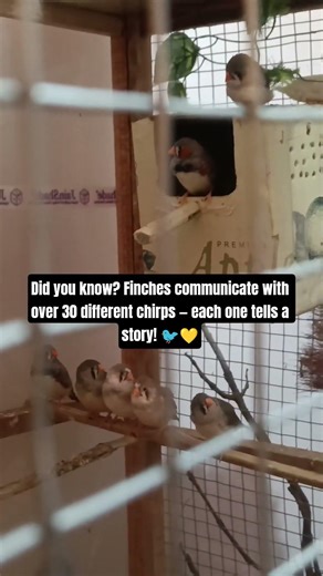 Aviary|These Tiny Finches Talk More Than You Think 🐦 #shorts #gouldianfinches #aviary #birds
