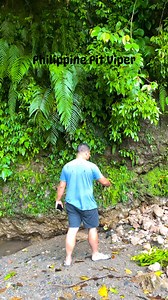 4.3K views · 35 reactions | Trimeresurus flavomaculatus (Philippine pit viper) is a venomous pit viper species endemic to the Philippines. La Carlota City | Travel with Tin | Facebook