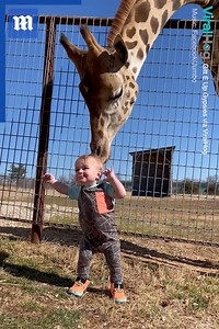 212K views · 10K reactions | Giraffes are just big, loveable giants on earth!漣❤️ via ViralHog | Daily Mail Video | Facebook
