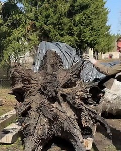 A shocking find in an ancient bog oak stump | Belko Wood