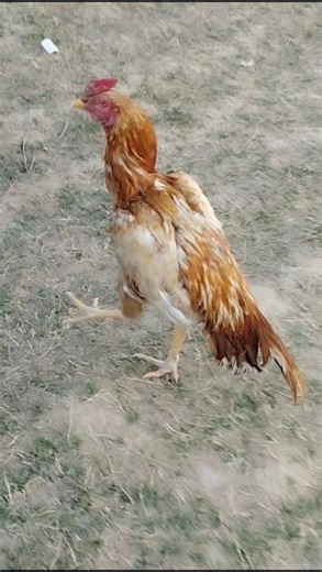 👑 Huge Heavy Body Aseel Murga | High Quality Aseel Murga | Top Aseel Breeds | #roosterwalking