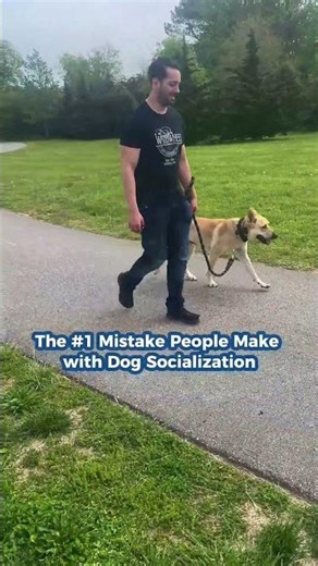 Socialization Isn’t What You Think😏 #dogtraining