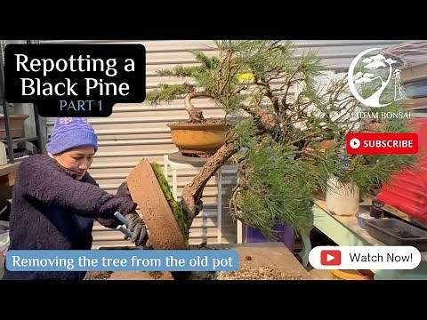 Repotting Black Pine Part 1 Removing the tree from the pot.