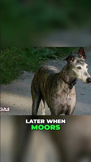 The Fascinating History of Galgo Españols - Celtic Gauls, PhoenicianTraders, and African Hounds