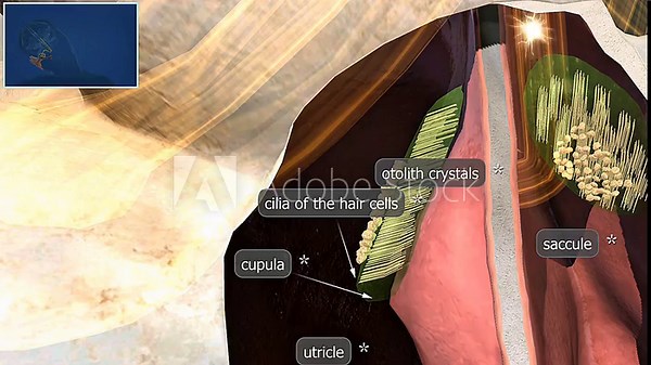 Functions of utricle and saccule of inner ear