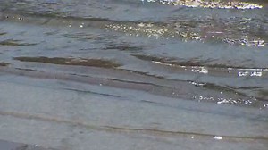 The Baltimore Inner Harbor was declared swimmable. Reporter Rebecca Pryor got a water quality test done to see if it actually is healthy enough swim in. https://bit.ly/3WRk6Ay | WBFF FOX 45