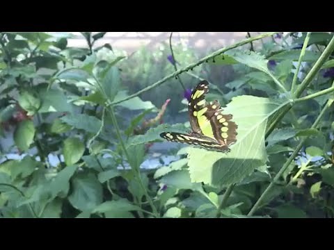 Virtual Garden Tour: The Butterfly House August 24, 2020
