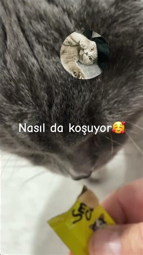 #shorts #kedi #cat #youtubeshorts