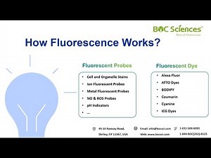 How Fluorescence Works: The Science Behind Fluorescent Probes & Dyes – BOC Sciences