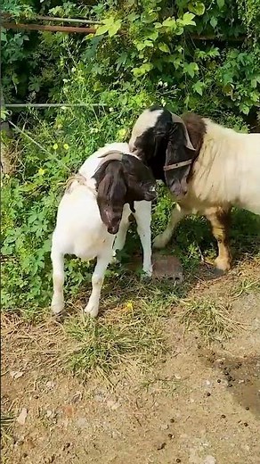 The backup boys are starting to go into battle 2489