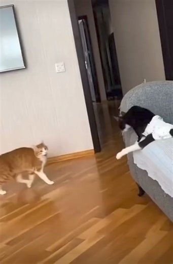 "Get ready to snort and giggle with these funny clips."🐾🐱‍🏍💖 #funny #Amazing #trend #xuhuong #OMG #happy #animals | Cartoon Show 1