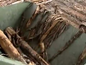 Stationary Demuth acacia DDC chain debarker