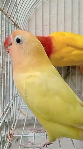 Chatty Lovebirds: A Complete Breeding Guide for Active, Vocal Birds #birds