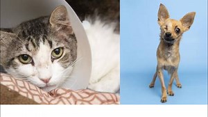 Arizona Humane Society offering $20 adoption special in July