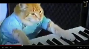 11K views · 66 reactions | Egal, ob Nyan-, Keyboard- oder Grumpy Cat: Katzen sind die Stars des Internets. Mehr Videos unter: www.nationalgeographic.de/video | National Geographic | Facebook