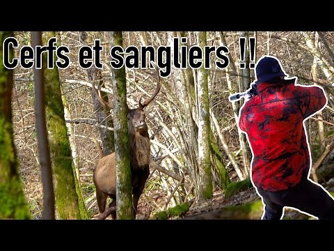 Wild boar, deer and roe deer in an Alsatian driven hunt