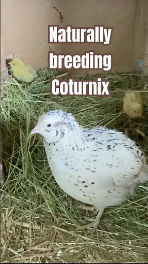 How to get quails broody easily