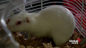 Rare albino gopher found in Coaldale