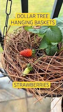 🍓🙌🏾 GROWING STRAWBERRIES IN DOLLAR TREE HANGING BASKETS! THEY’RE COMING IN 🤸🏾‍♀️❤️