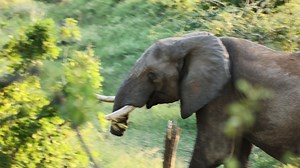 We saw this incredible elephant with only a half trunk in Gonarezhou. It's wonderful to see how it has adapted to survive. | Trans Africa Self Drive Adventures and Tours