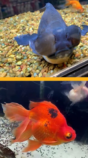 People rescue this sad eel and two sick fish from a pet store, and they all look incredibly different once they're happy ✨❤️ | The Dodo