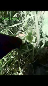 124K views · 1.7K reactions | Extra knowledge tonight | Rururongoa products | Facebook