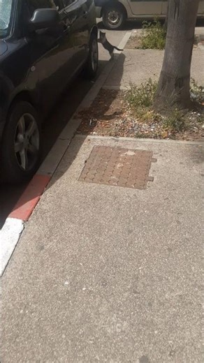 chaton errant debout sur une roue d'une voiture, effrayé se cache en dessous #adoptstrays #kitten