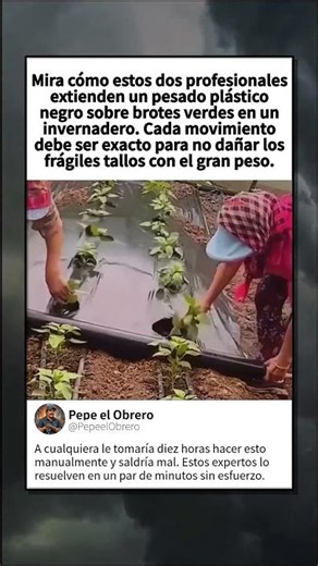 Expertos Del Invernadero