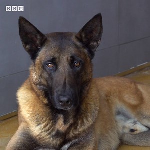 🐕🎶 These police dogs in Madrid are played classical music to help them stay calm. | BBC Future