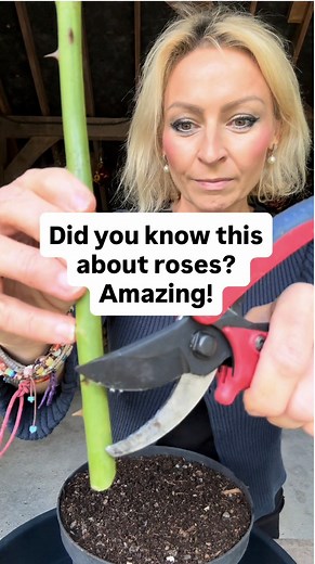 842K views · 15K reactions | ❗️This is amazing ‼️ Multiply roses to...