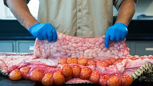 Florida Python Challenge: Could snake's breeding grounds expand north? Officials monitoring