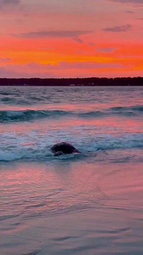 As 2022 comes to an end, we want to take a look back on some of our most viral moments this year! First up is this incredible capture of a sea turtle on the beach during a fiery sunset 😍 We can't wait to see what Sea Turtle Season 2023 will bring! 🎥 IG:lowcountrytide | Visit Hilton Head