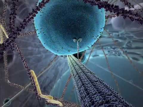 Inner Life of the Cell with Music (BioVisions)