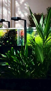 🌿✨ OUT NOW: The AquaRay P6 Freshwater LED! ✨🌿 Upgrade your freshwater aquarium with the AquaRay P6—a spectrally optimised LED designed to bring out incredible colour rendition and support healthy plant growth. Whether you have a lush aquascape, a tropical fish setup, or specialist indoor plants, this high-performance lighting system delivers the perfect balance of brightness and efficiency. 🔥 Key Features: ✅ Built-in Wi-Fi – Easily control and program your lighting via FAViA, TMC’s ecosystem 