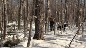 Exploding maple trees? This New Brunswick man finds out the hard way what can happen when you wait too long to tap trees for sap 🍁 | The Weather Network