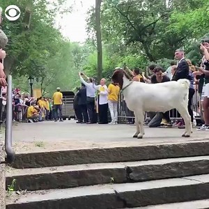 4.7M views · 8.6K reactions | THEY’RE BAAAAAACK: Two dozen goats were unleashed in New York City’s Riverside Park on Wednesday to help curtail the spread of invasive plants. | CBS News | Facebook