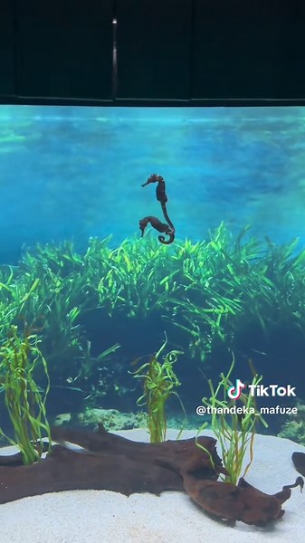 Explore Ushaka Marine World: A Unique Aquarium Experience