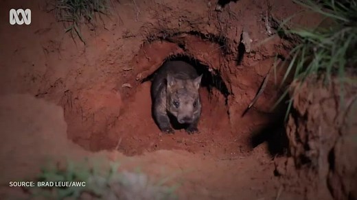 First high definition video and images of the northern hairy-nosed wombat