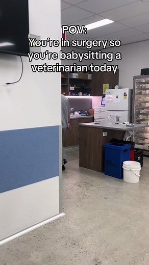 Babysitting the vets #vetmed #vetsurgeon #babysittingvets #vetnurse