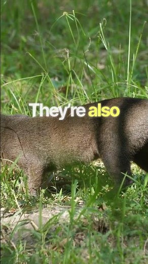 Fascinating Weasel Facts Revealed VEED