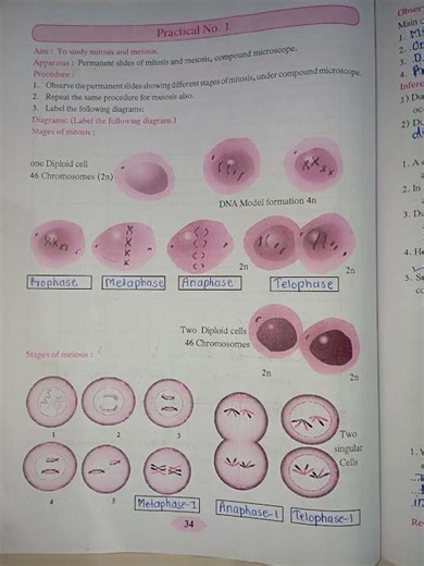 10th Science practical notebook #sscpractical#10th#ssc#ytshorts