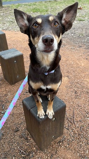 Chefs & Dogs | Dog Recipes by Dan & Court on Instagram: "💫 Quick & Easy Broth + Dinner 😵 Always supervise when feeding bones. 😵 Avoid cooked bones as they are likely to splinter when broken / chewed. #feedfreshchallenge #asmr #mukbang #dogdad #dogsofinstagram #rawfeddogsofinstagram #dinner #kelpie"