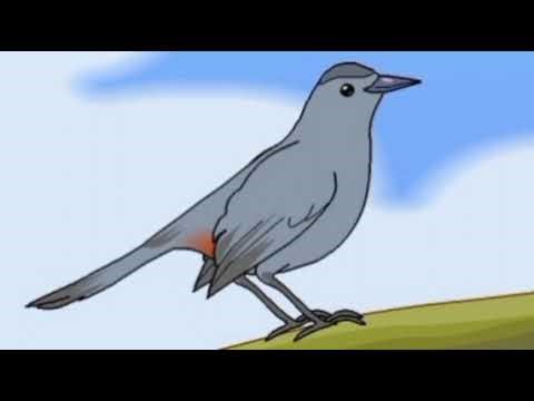 Starfall Bird Riddles Part 2 - Grey Catbird
