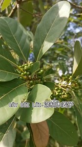 Cây Bời Lời và Cây Tiêu Rừng chắc ít người biết đến lắm ? #Tieurung #xuhuong #reesl #tamdao | Quang Tam Đảo