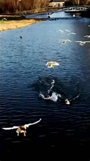 Flying Call ducks in slowmotion