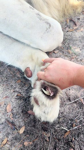 Discovering Lion Claws: A Fascinating Encounter